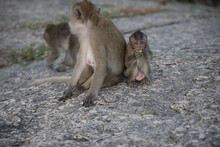 This Unique Photo Shows A Mother Monkey With Her Little Baby. The Baby Monkey Is Eating. These Are Wild Animals In Thailand