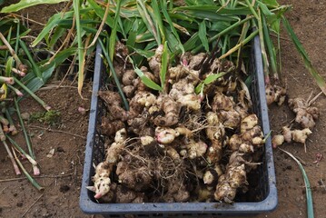 Sticker - Agricultural work / Harvesting of Ginger