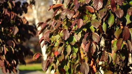 Wall Mural - Natural background with a view of a tree with green-purple foliage. Beauty of nature