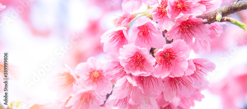 Fotomural Pink cherry tree blossom flowers blooming in spring, easter time against a natural sunny blurred garden banner background of blue, yellow and white bokeh