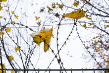 Maple Leaves Hanging From A Barbed Wire Fence