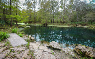 Wall Mural - LIVE OAK, FLORIDA, UNITED STATES - Oct 20, 2018: Wes Skiles Peacock Springs State Park