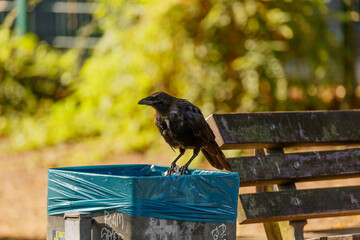 crow on trash bin in park