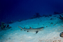 A White Tip Reef Shark Sits On The Sand At The Reef