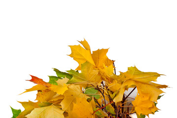 Wall Mural - Autumn branch with yellow, red and green maple leaves isolated on a white background.