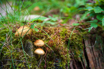 mushroom in the forest