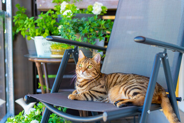 Closeup shot of a Bengal cat sitting on a chair in a balcony with plants on a wooden wall