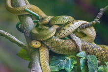 Many Green Snakes On The Tree Coiled Up Together 