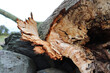 Closeup of broken and fallen tree trunk with freshly splintered wood and torn bark peeling away
