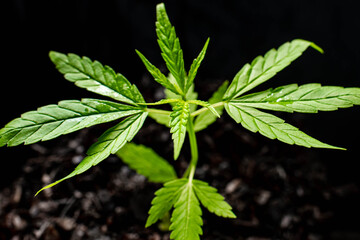 Wall Mural - small plant of cannabis seedlings at the stage of vegetation planted in the ground in the sun, exceptions of cultivation an indoor marijuana for medical purposes. Marijuana leaves on dark background.