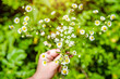 © licvin - The girl holds a bouquet of daisies in her hand