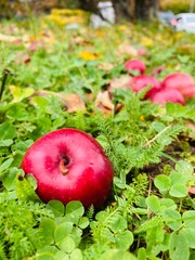 apples in the grass