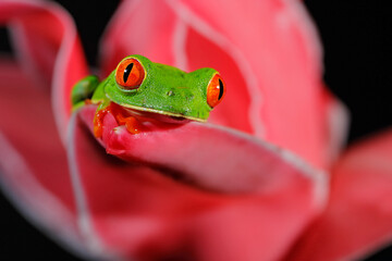 Wall Mural - Beautiful amphibian in the night forest, exotic animal from America on red bloom of flower. Red-eyed Tree Frog, Agalychnis callidryas, animal with big red eyes, in the nature habitat, Costa Rica.