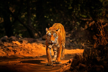Wall Mural - indian tiger, wild animal in the nature habitat, ranthambore np, india. big cat, endangered animal. 