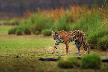 Wall Mural - indian tiger, wild animal in the nature habitat, ranthambore np, india. big cat, endangered animal. 