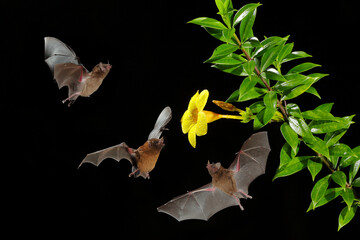 Wall Mural - Bat group. Orange nectar bat, Lonchophylla robusta, flying bat in dark night. Nocturnal animal in flight with yellow feed flower. Wildlife action scene from tropic nature, Costa Rica.