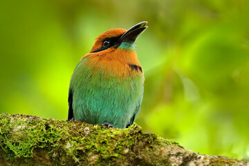 Motmot deatil portrait. Broad-billed Motmot, Electron platyrhynchum, portrait of nice big bird in wild nature, beautiful coloured forest background, art view, Costa Rica. Bird with orange head.