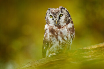 Owl hidden in the green larch tree. Bird with big yellow eyes. Boreal owl in the orange leave autumn forest in central Europe. Detail portrait of bird in the nature habitat, Germany.