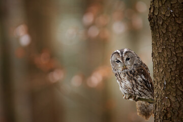 Wall Mural - Tawny owl hidden in the fall wood, sitting on tree trunk in the dark forest habitat. Beautiful animal in nature. Bird in the Germany forest. Autumn wildlife in the Forrest. Orange leaves with bird.