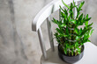 Green bamboo plant in a pot on a white chair. Small plants in a vase to decorate the house and office building.