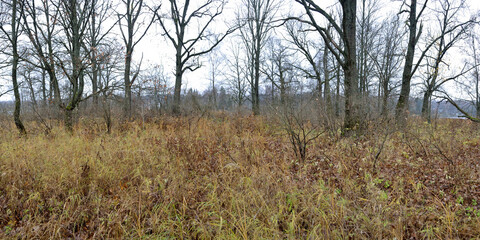 Poster - Autumn walks through forests and fields, beautiful panorama.
