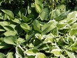 Hosta ou lys plantain, plante ornementale aux grandes feuilles élégantes, ovales, ondulées, pointues fortement nervurées de couleur bleu-vert et jaune-vert