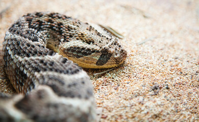 Rattle snake head