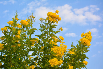 Wall Mural - Bright yellow flowers with blue sky