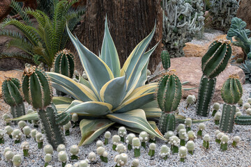 Wall Mural - Cactus and desert plants in the park.