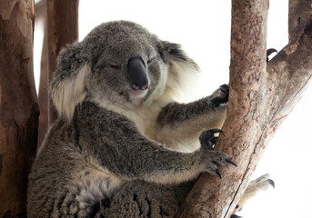 Poster - Koala bear resting on the tree.