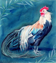  Watercolor Picture Of A Colorful Rooster With Long Emerald Tail, Vivid Feathers And Red Cockscomb
