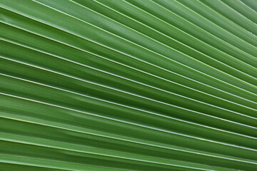 Wall Mural - Palm Leaves, large palm foliage abstract nature green background. Close up view of Palm tree leaves. Tropical forest natural, green pattern