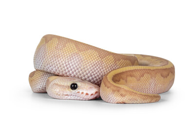 Leinwandbilder - Baby Coralglow Super Emperor ballpython aka Python Regius, isolated on white background