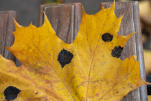 Closeup View Photography Of Green And Yellow Leaves Of Maple Trees With Ugly Round Black Spots Of Fungus Disease