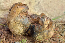Closeup Of Puffball Mushroom On The Ground