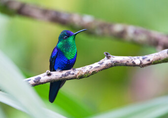 Wall Mural - Violet-crowned Woodnymph, Thalurania colombica