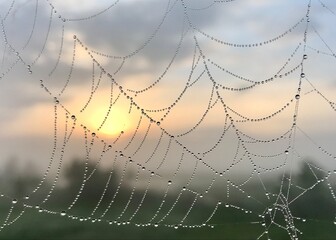 Spider web with dew drops