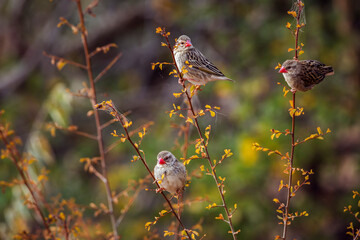 Wall Mural - Three Red-billed Queleas in fall colors shrub in Kruger National park, South Africa ; Specie Quelea quelea family of Ploceidae