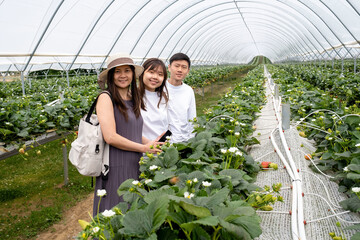 Poster - Asian Chinese family visit strawberry farm inside polytunnel.