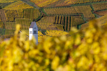 Le clocher de l'église Saint-Nicolas de Katzenthal vue depuis le vignoble Wineck-Schlossberg, Haut-Rhin, Alsace, Grand Est, France