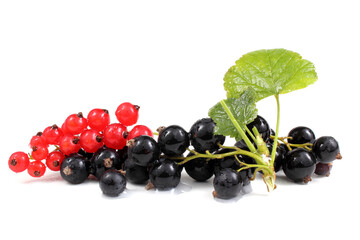 Poster - Black are red currant