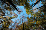 Fototapeta Niebo - Autumn. Autumn atmosphere. Autumn background. Wallpaper. Sunny day. Forest. 