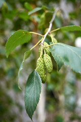 betula pubescens