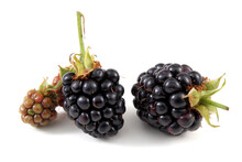 Blackberries And Unripe Blackberry