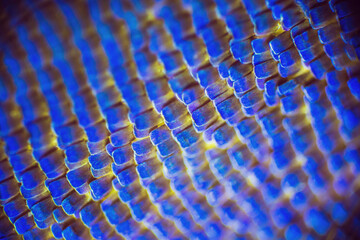 Colorful butterfly wings through a microscope