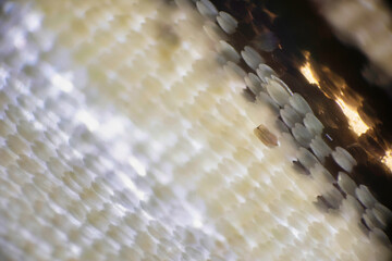 Wall Mural - Colorful butterfly wings through a microscope