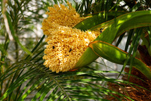 New Inflorescences Of A Pygmy Date Palm Tree