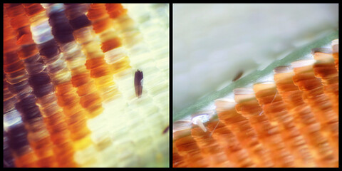 Wall Mural - Colorful butterfly wings through a microscope