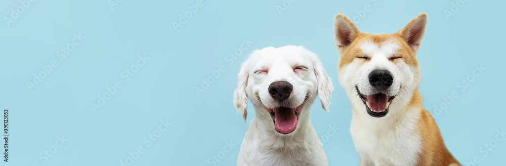 Obraz na płótnie Banner two smiling dogs with happy expression. and closed eyes. Isolated on blue colored background. w salonie