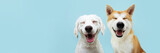 Fototapeta Zwierzęta - Banner two smiling dogs with happy expression. and closed eyes. Isolated on blue colored background.